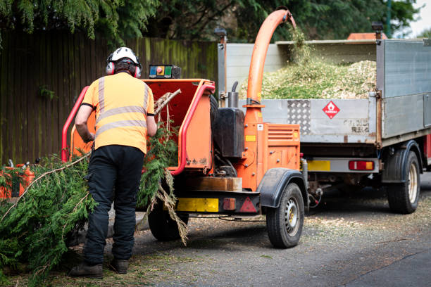 How Our Tree Care Process Works  in  Landrum, SC