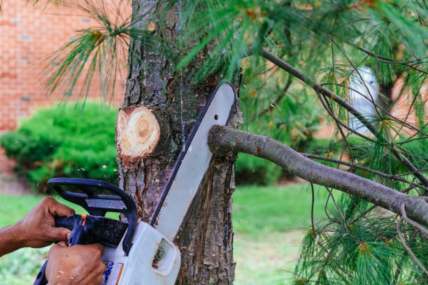 Best Storm Damage Tree Cleanup  in Landrum, SC